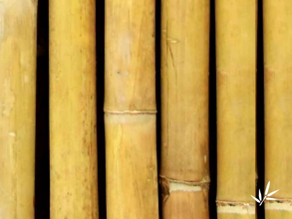 Bambussa Vulgaris Vitata